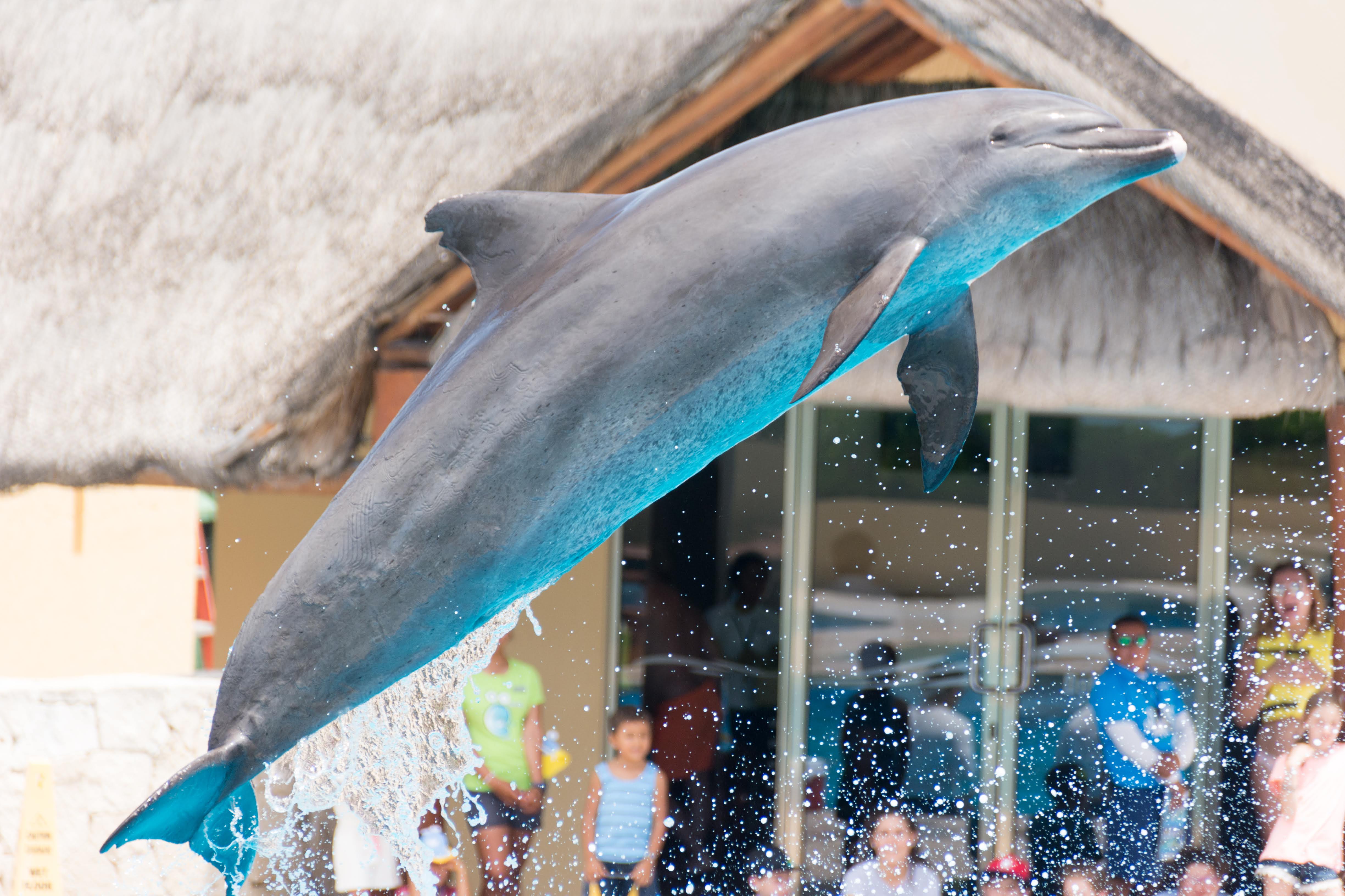 Dolphin at Resort