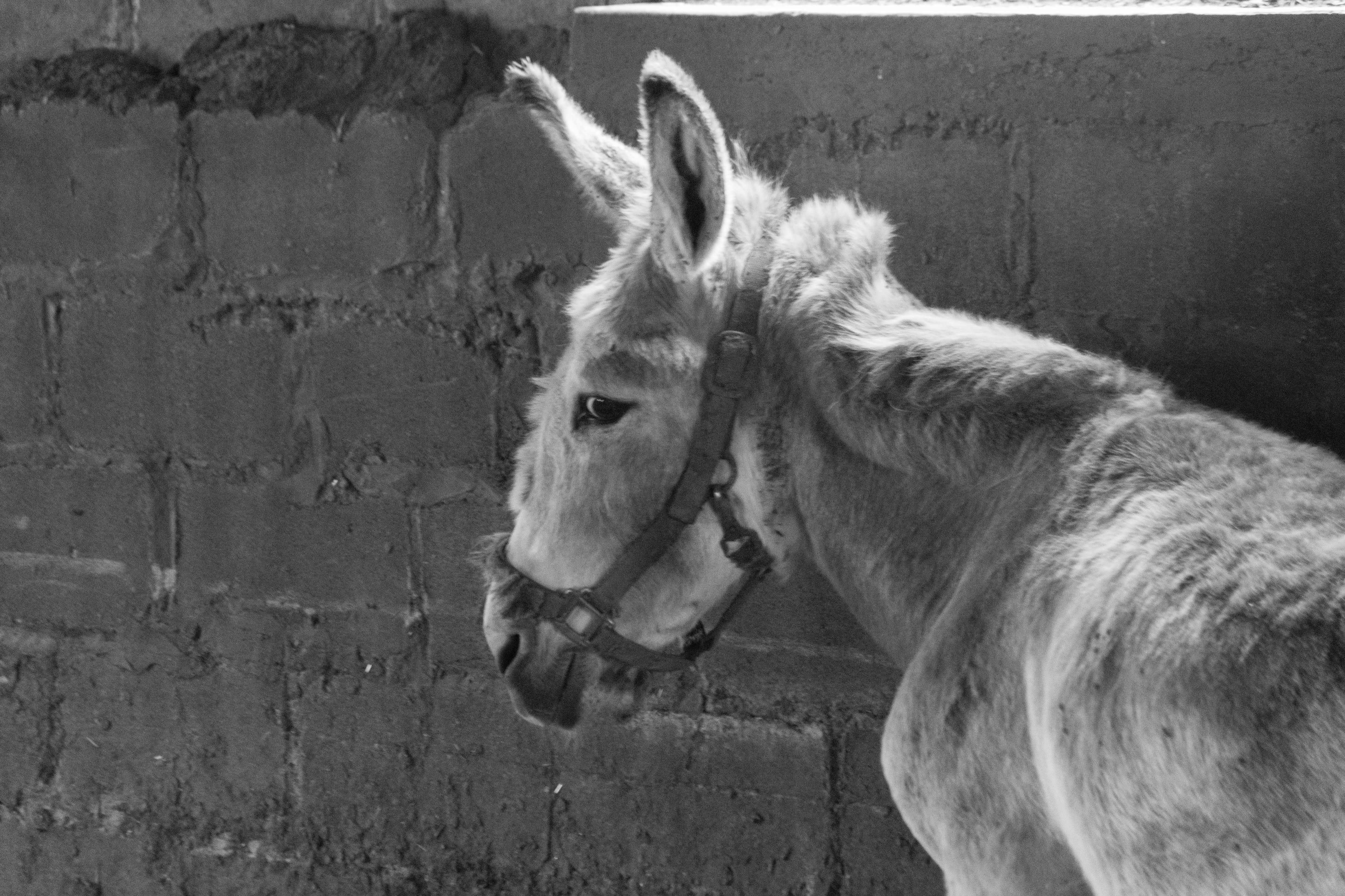 Donkey