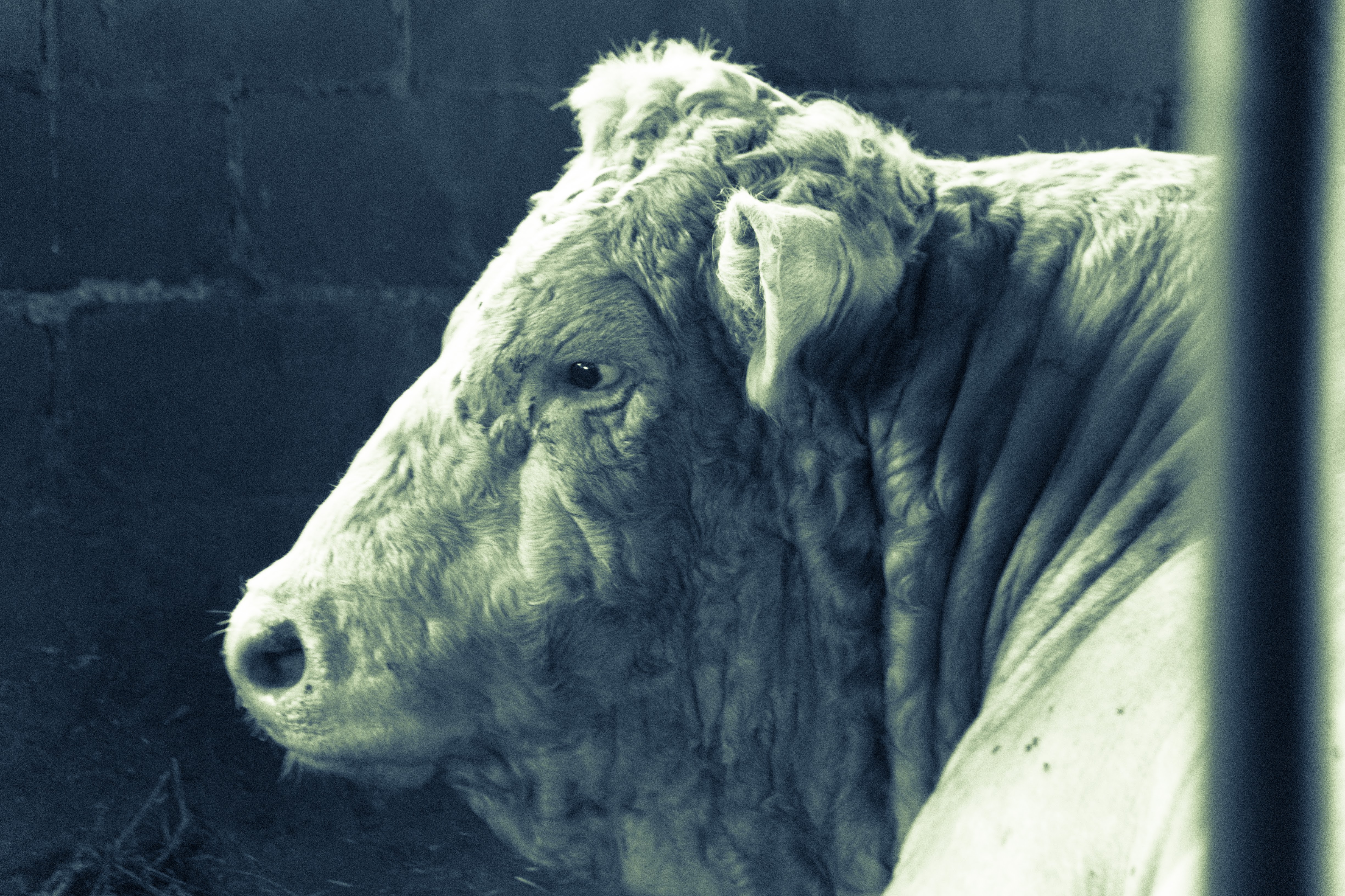 Bull
