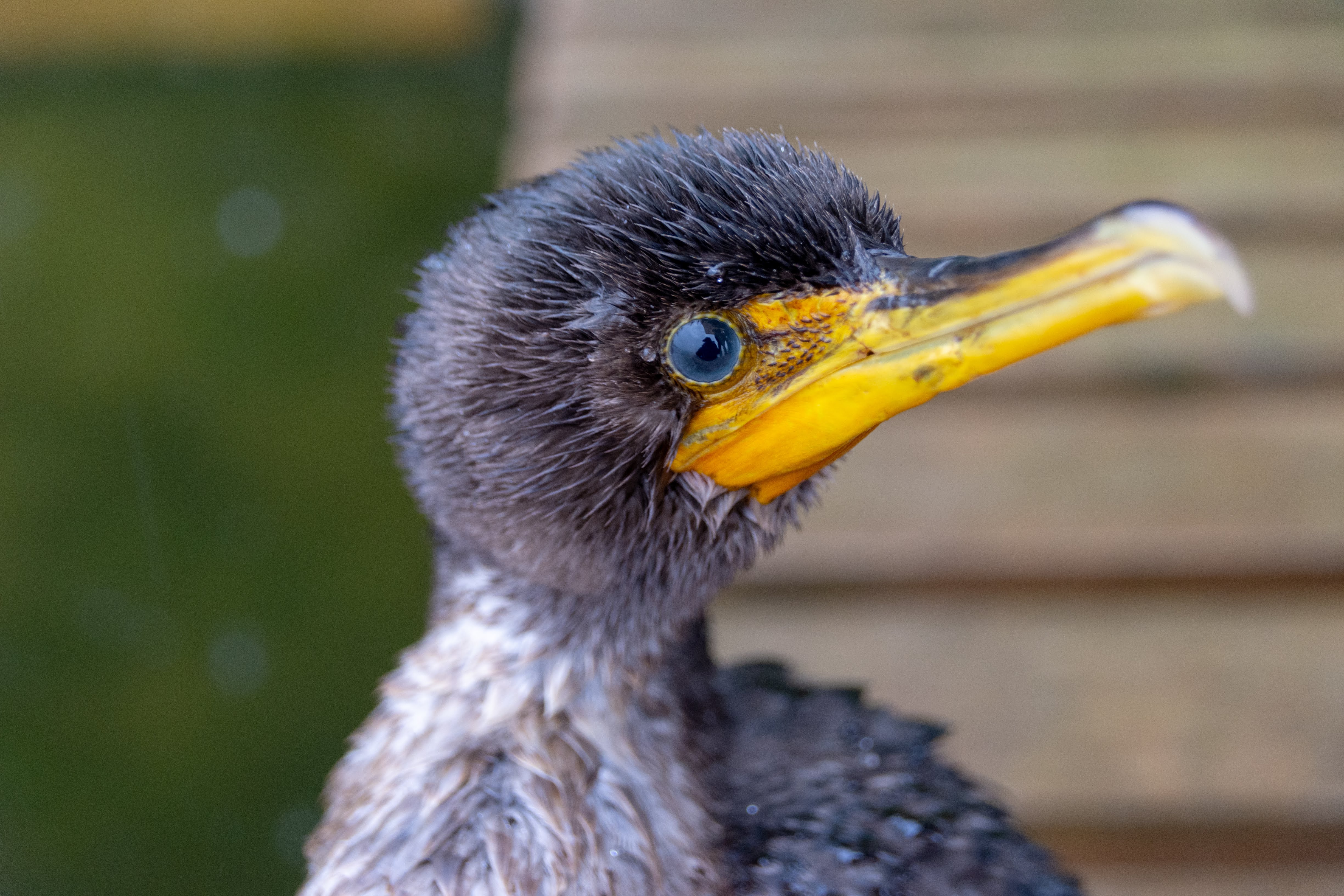 Juvenile Cormorant