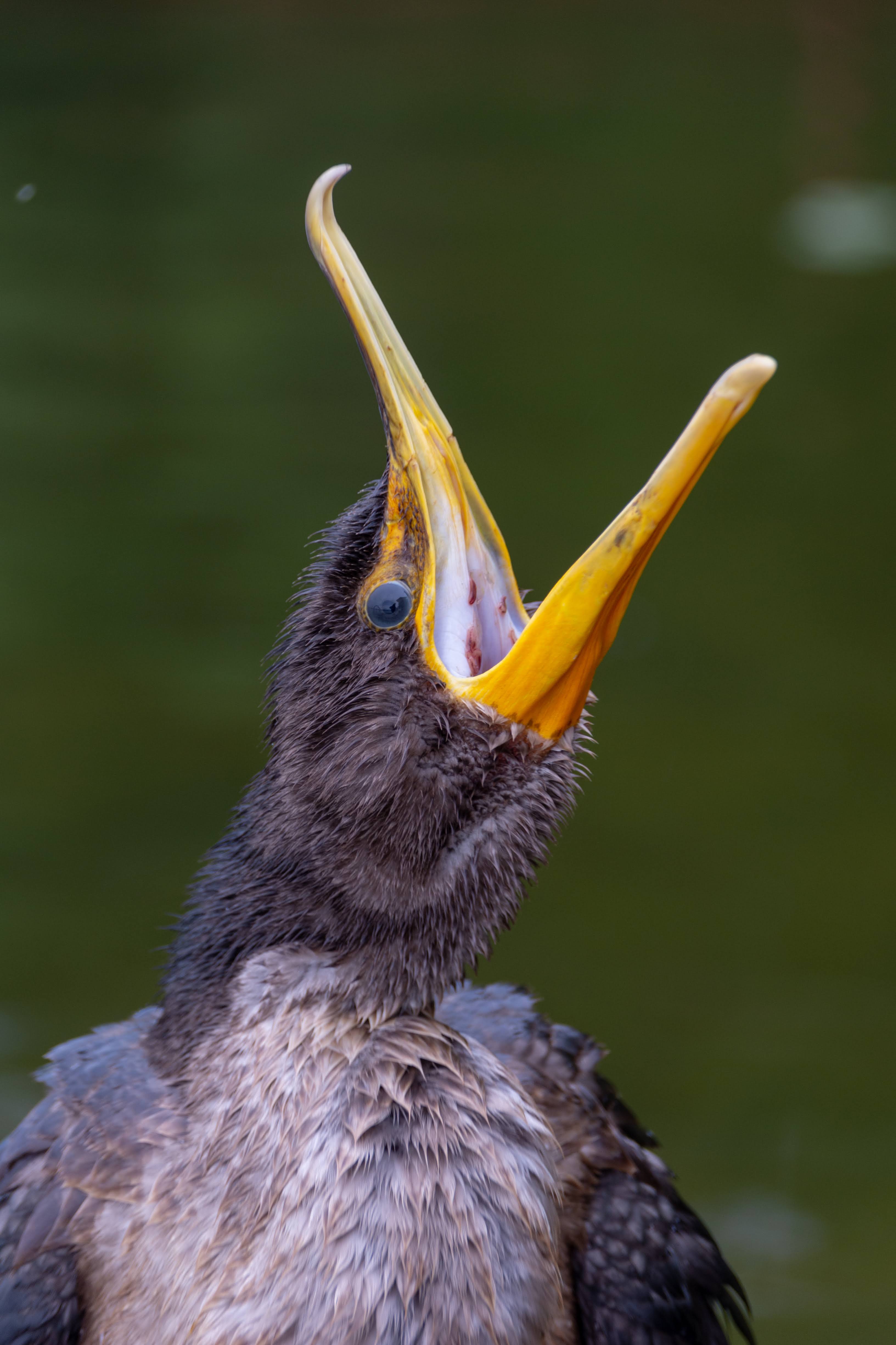 Juvenile Cormorant Agape