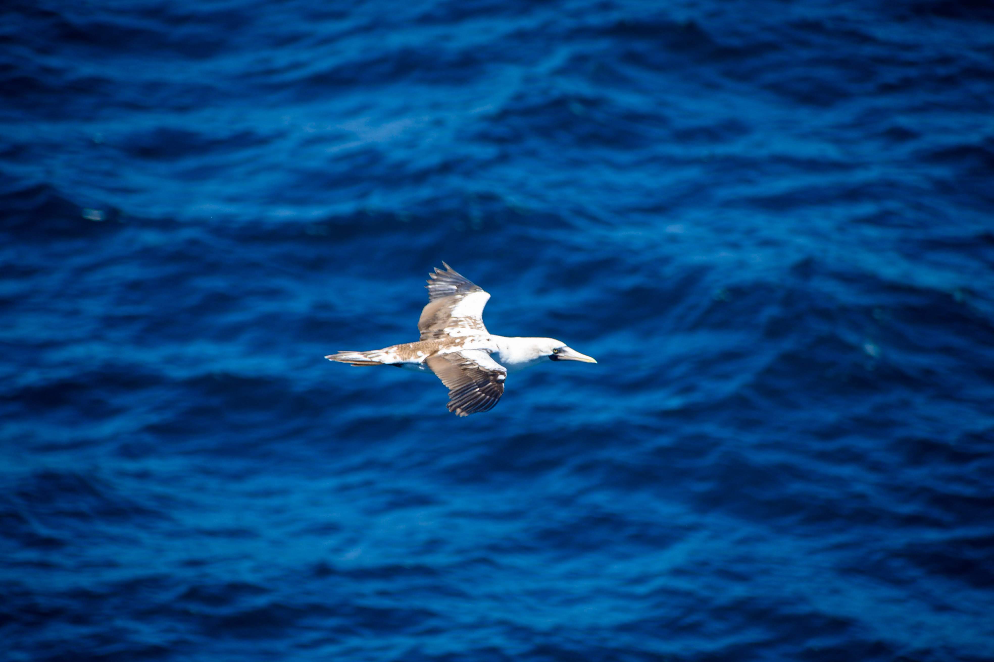 Gull visiting cruise ship