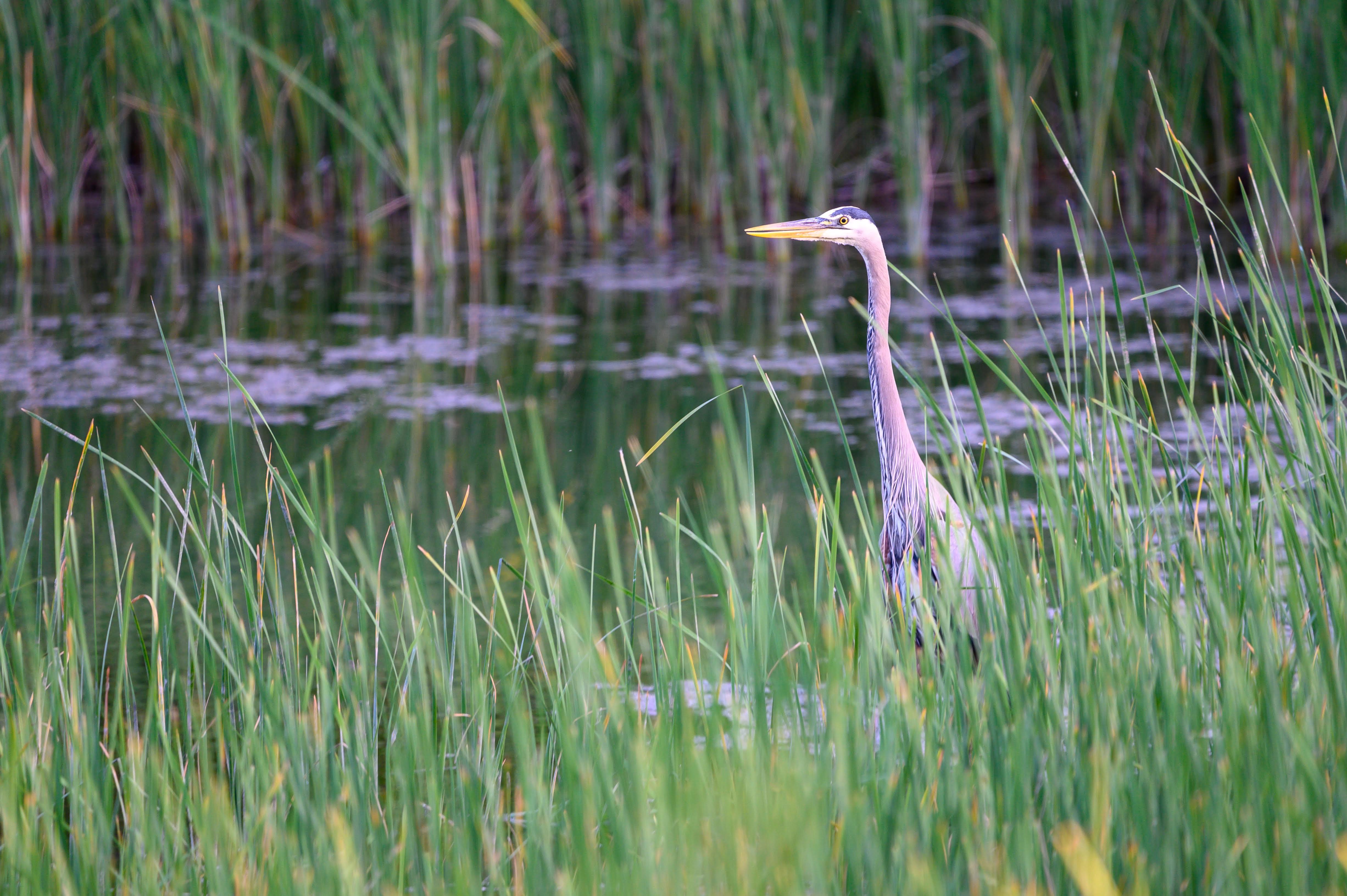 Blue Heron