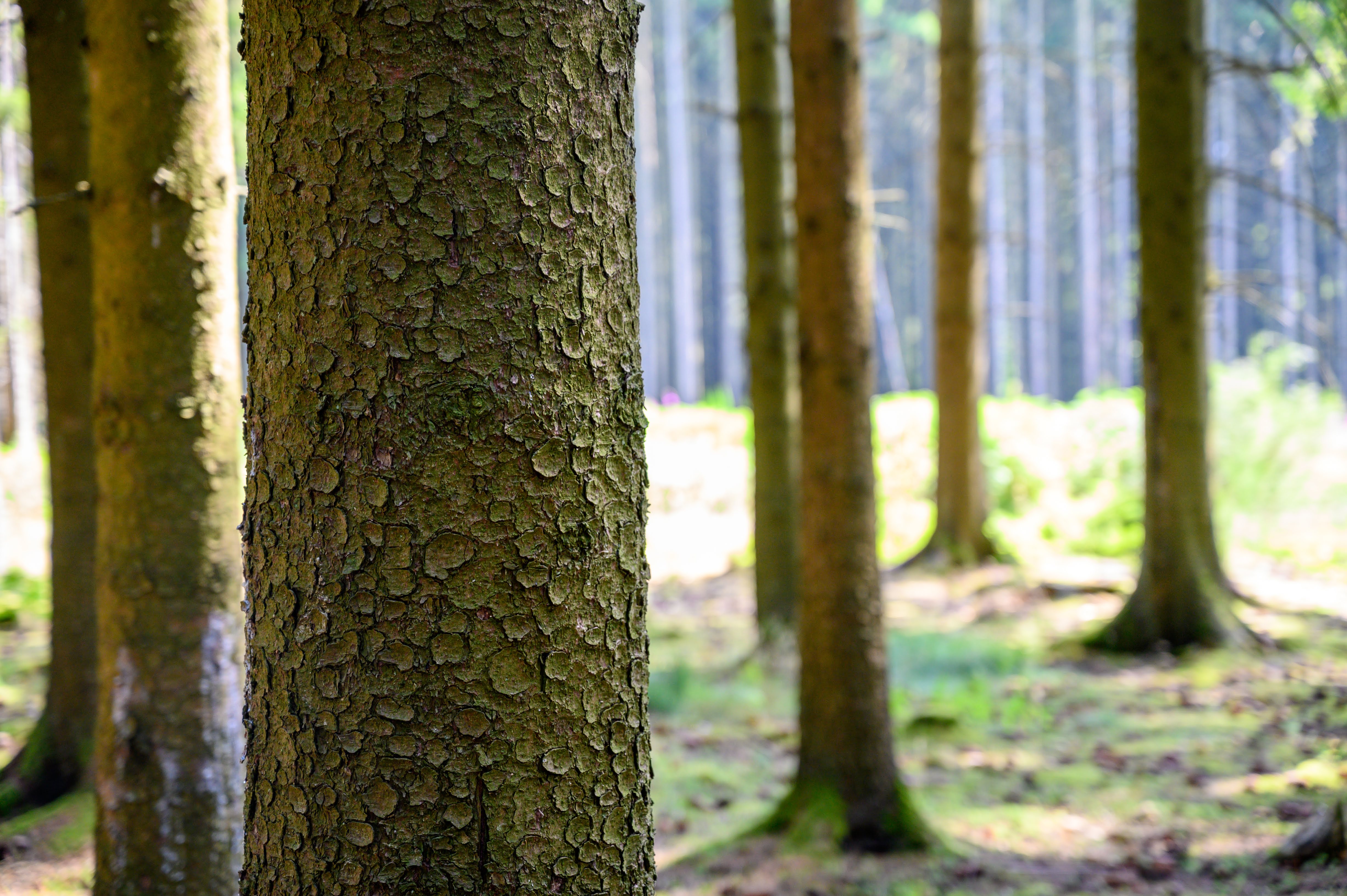 Tree detail in the Ardennes Forest