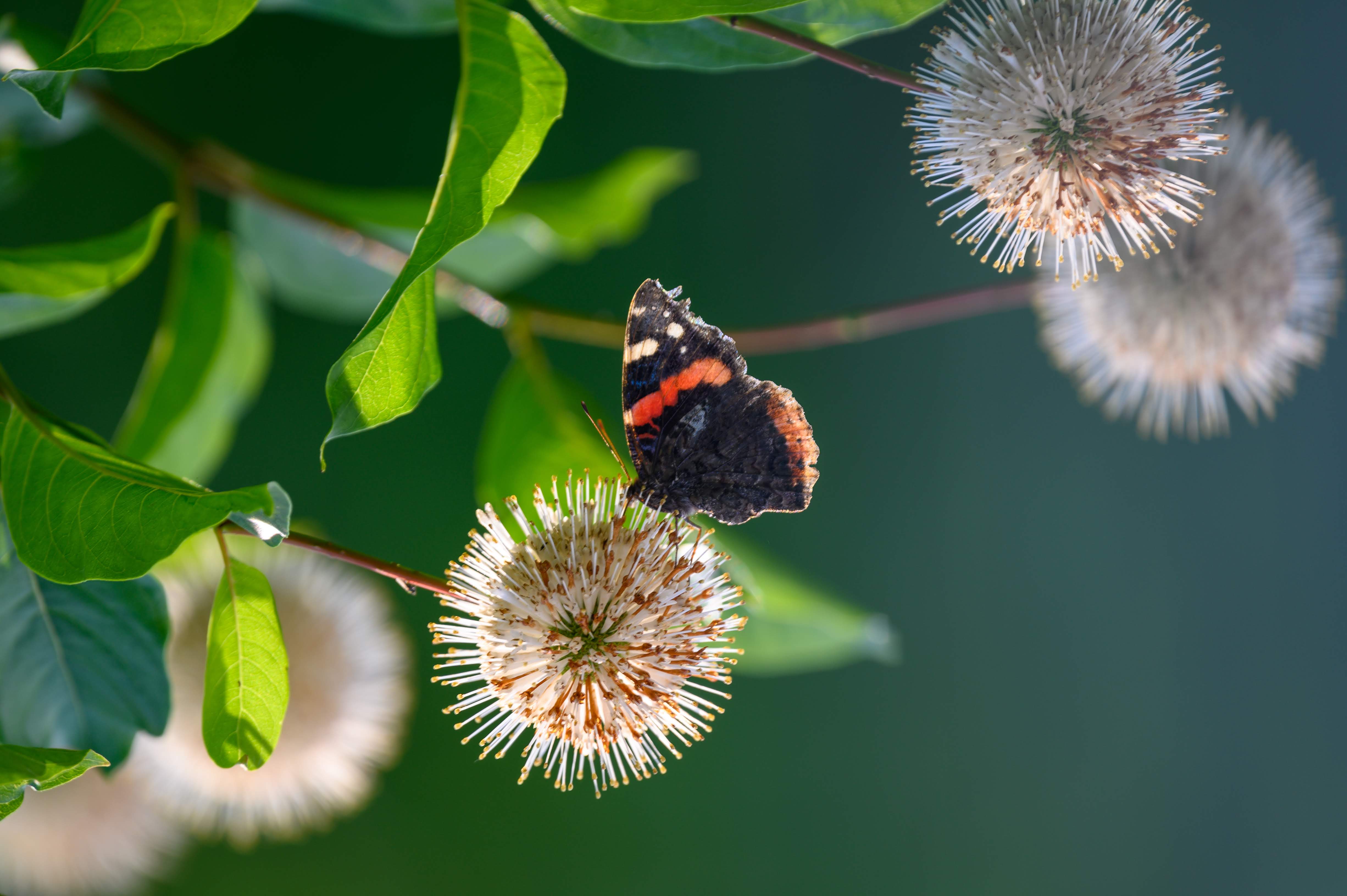 Red Admiral Butterly