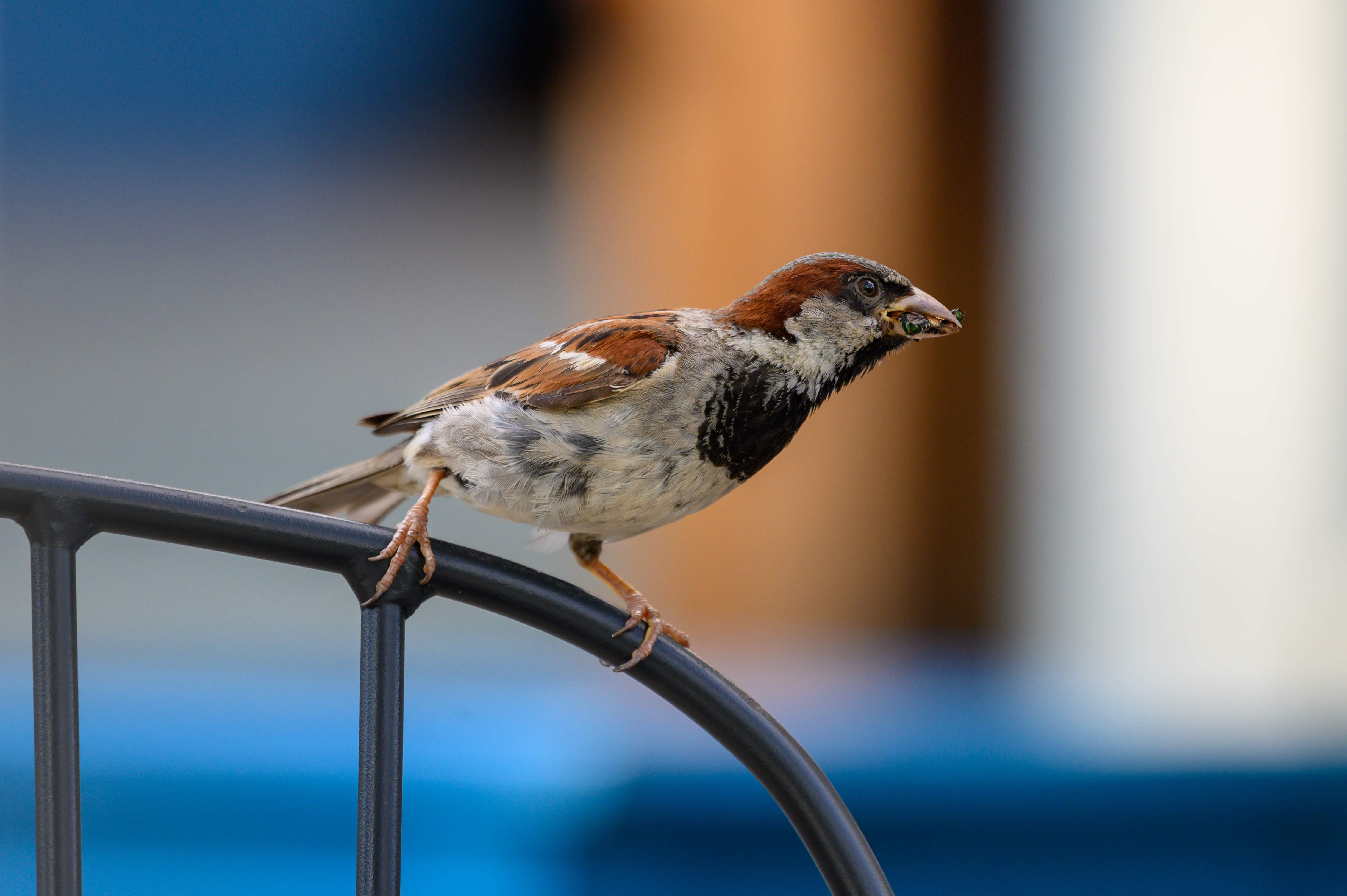 Sparrow eating beetle