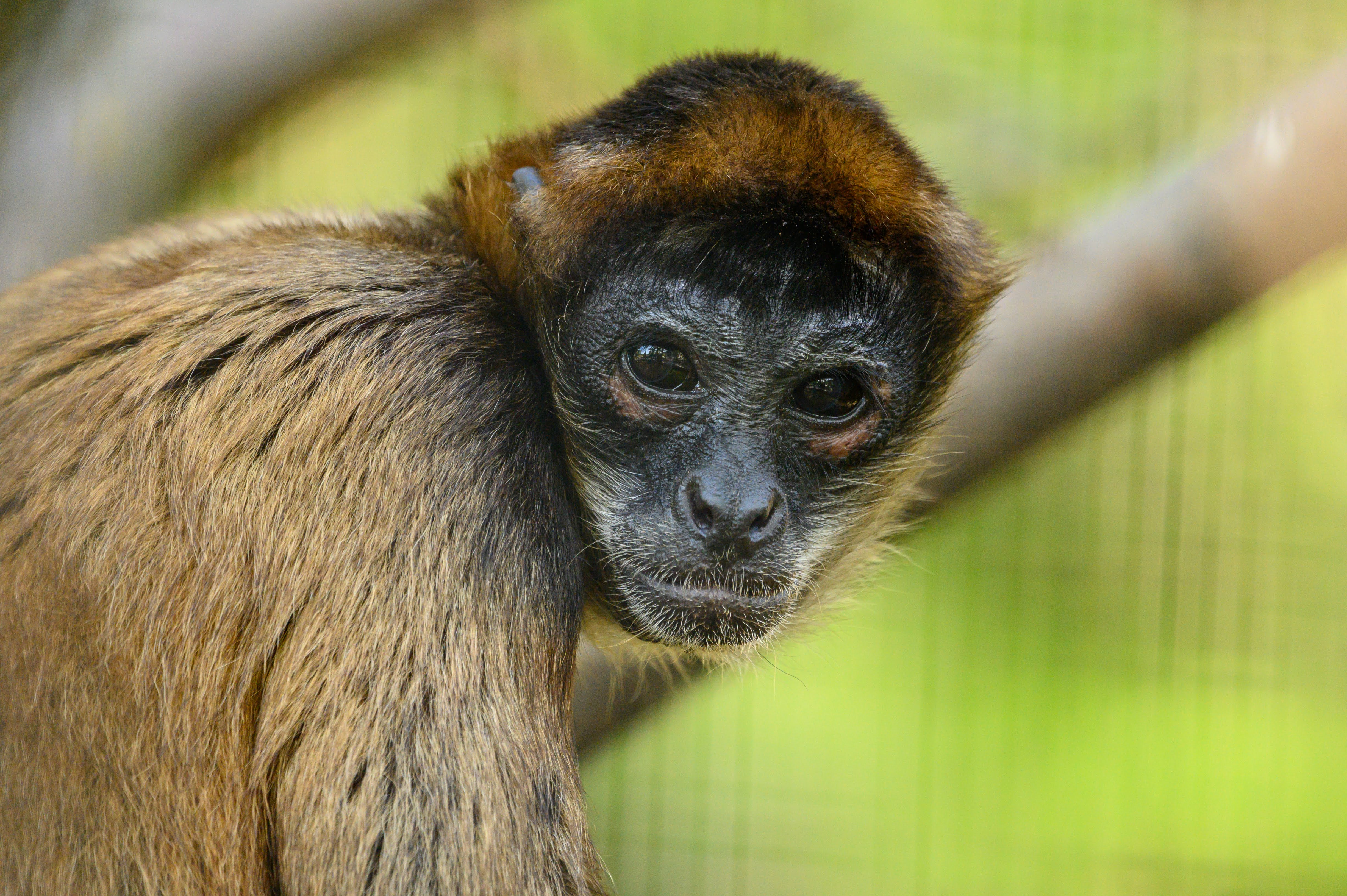 Black-handed Spider Monkey