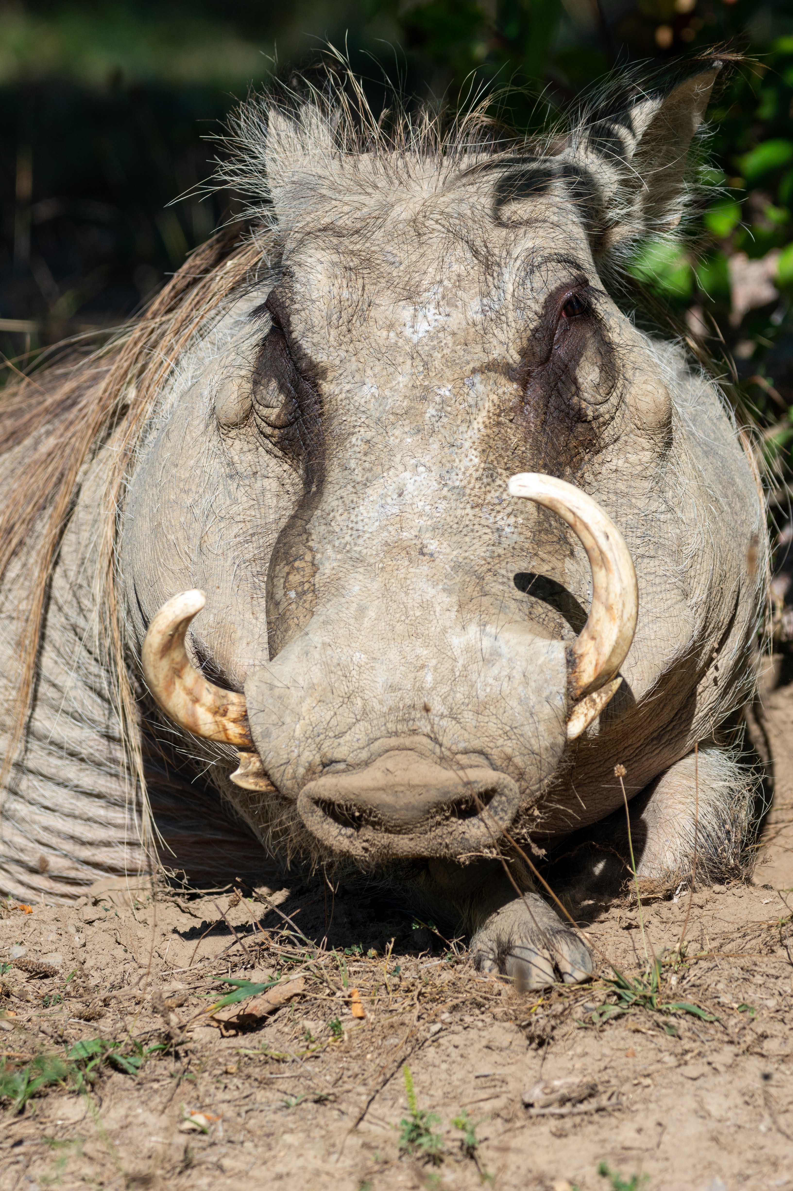 Warthog