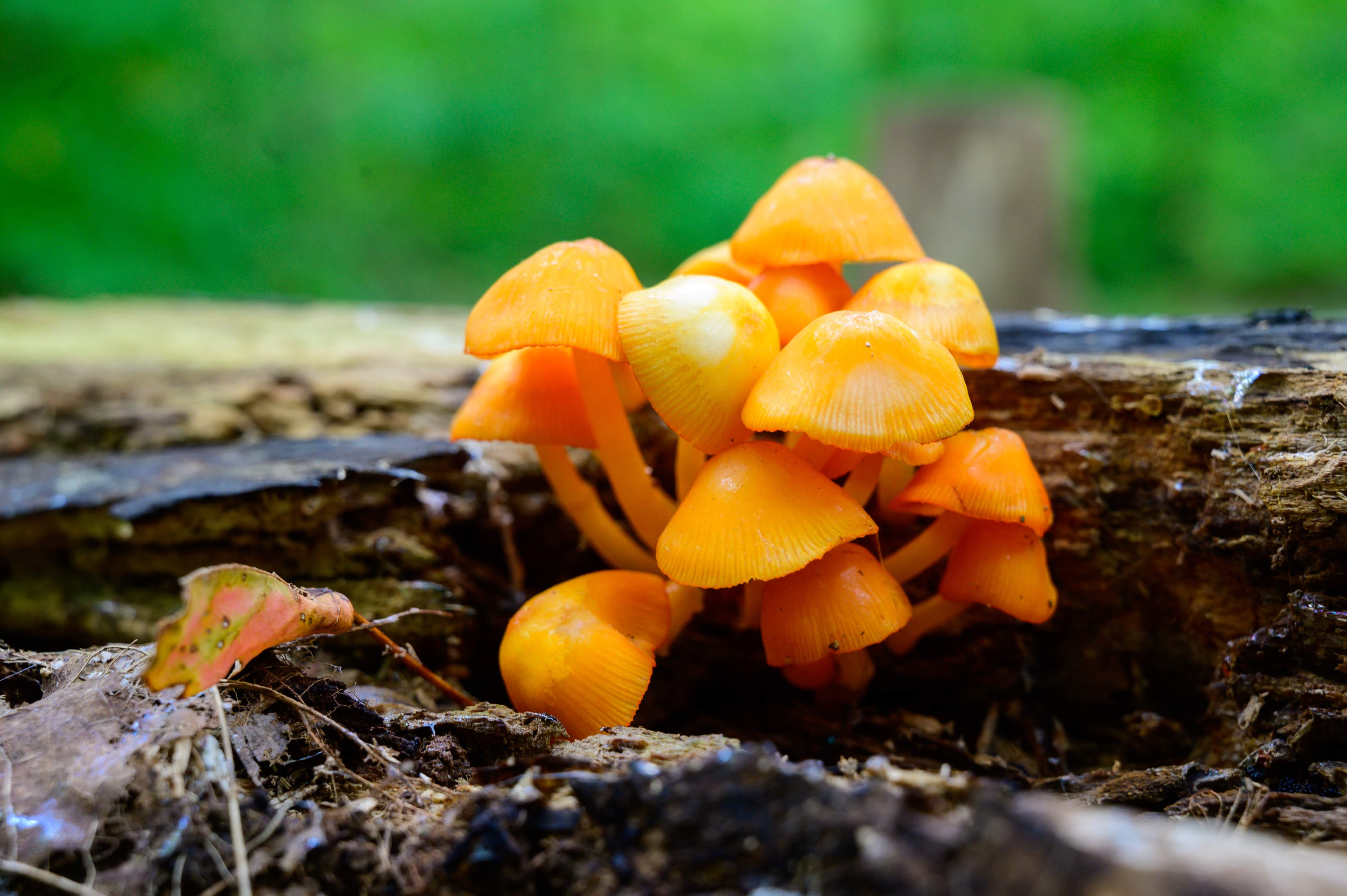 Orange wild mushrooms