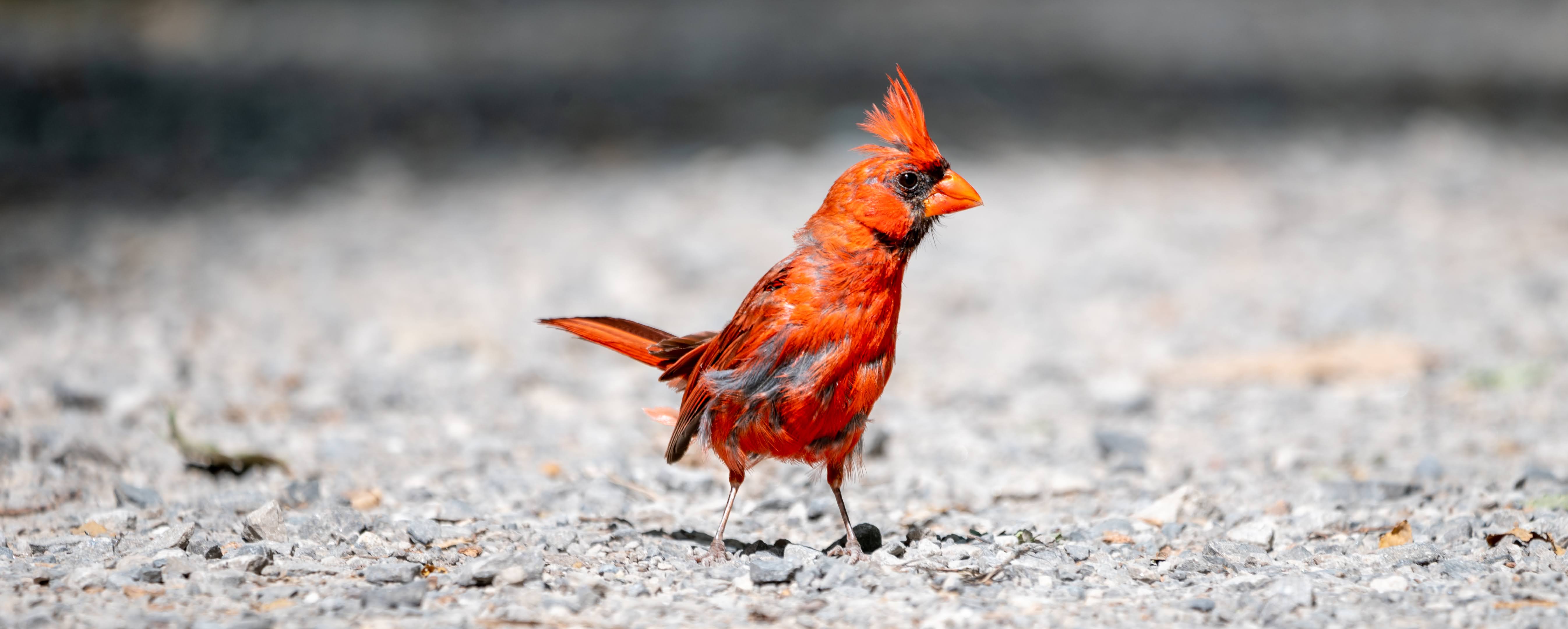 Beat up cardinal