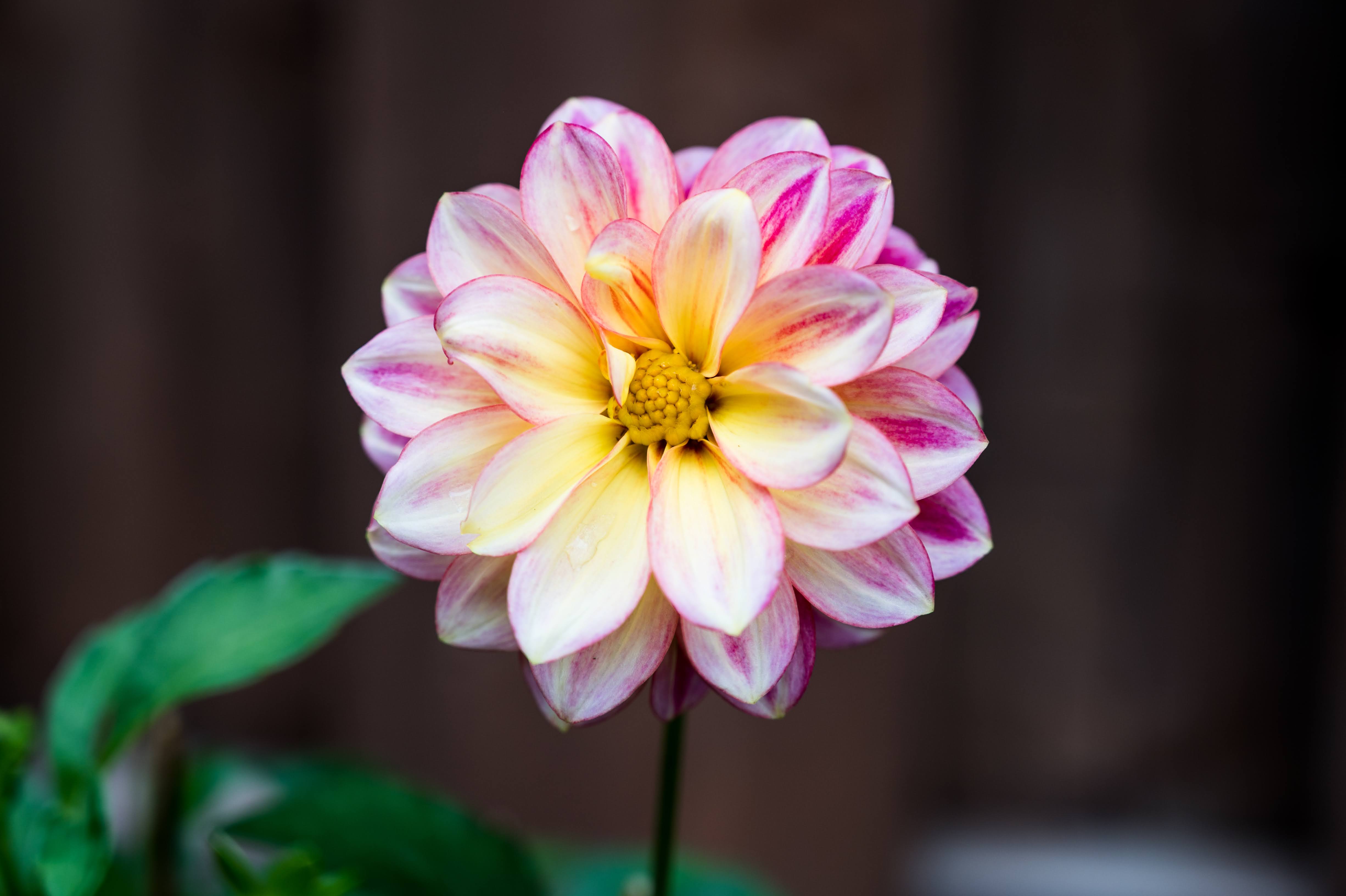 Flower macro