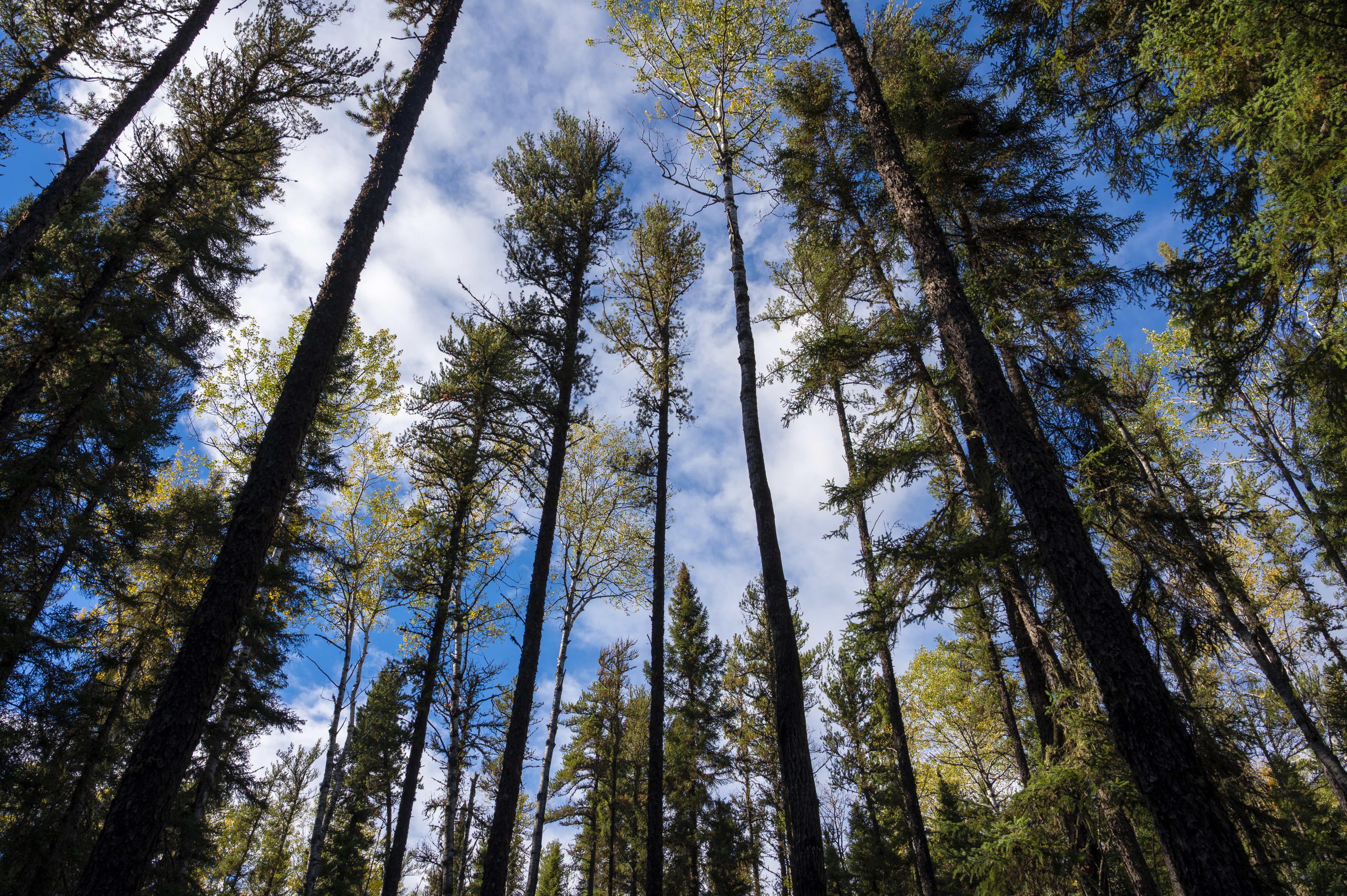 Boreal Forest