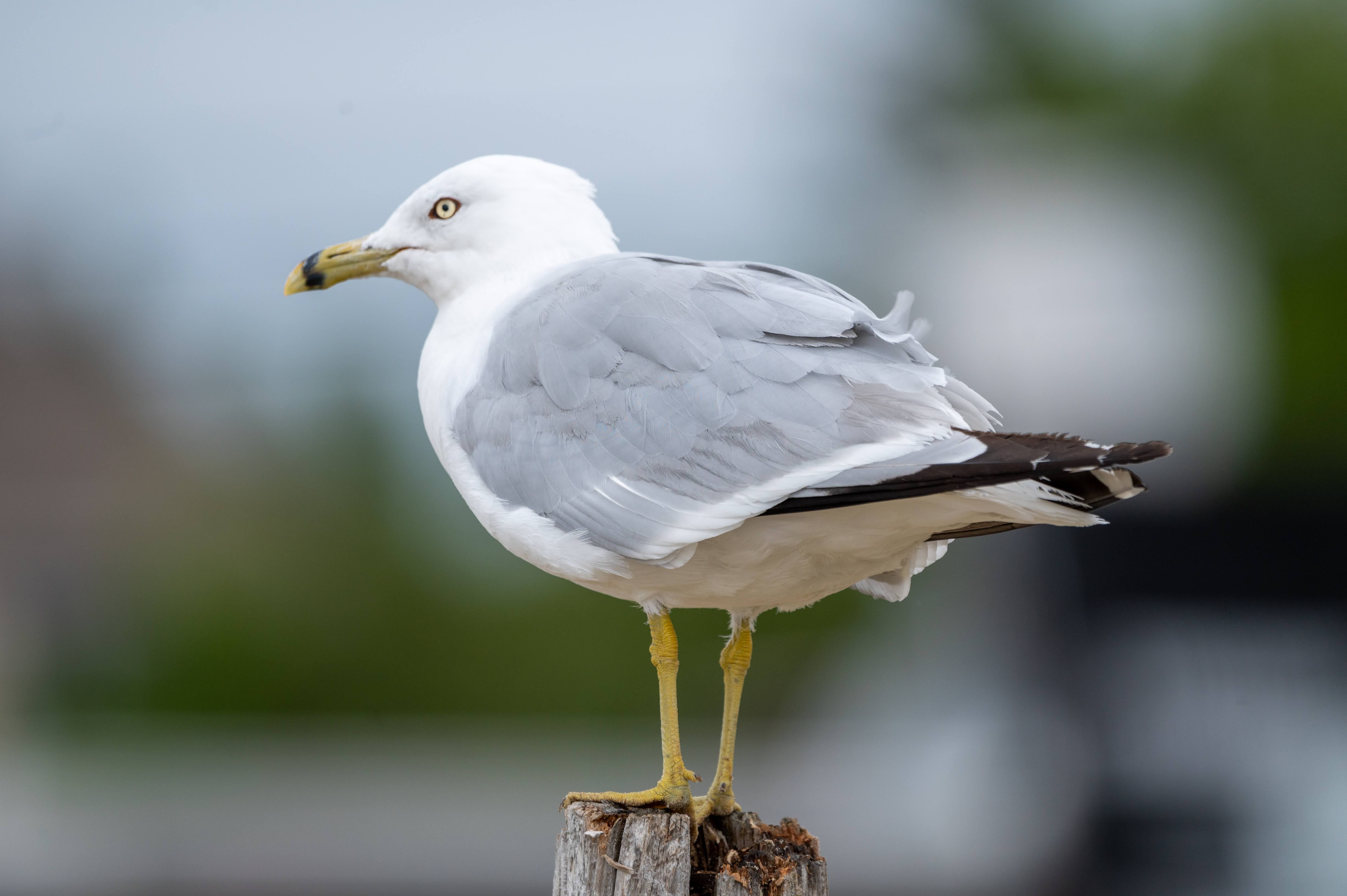 Gull on post
