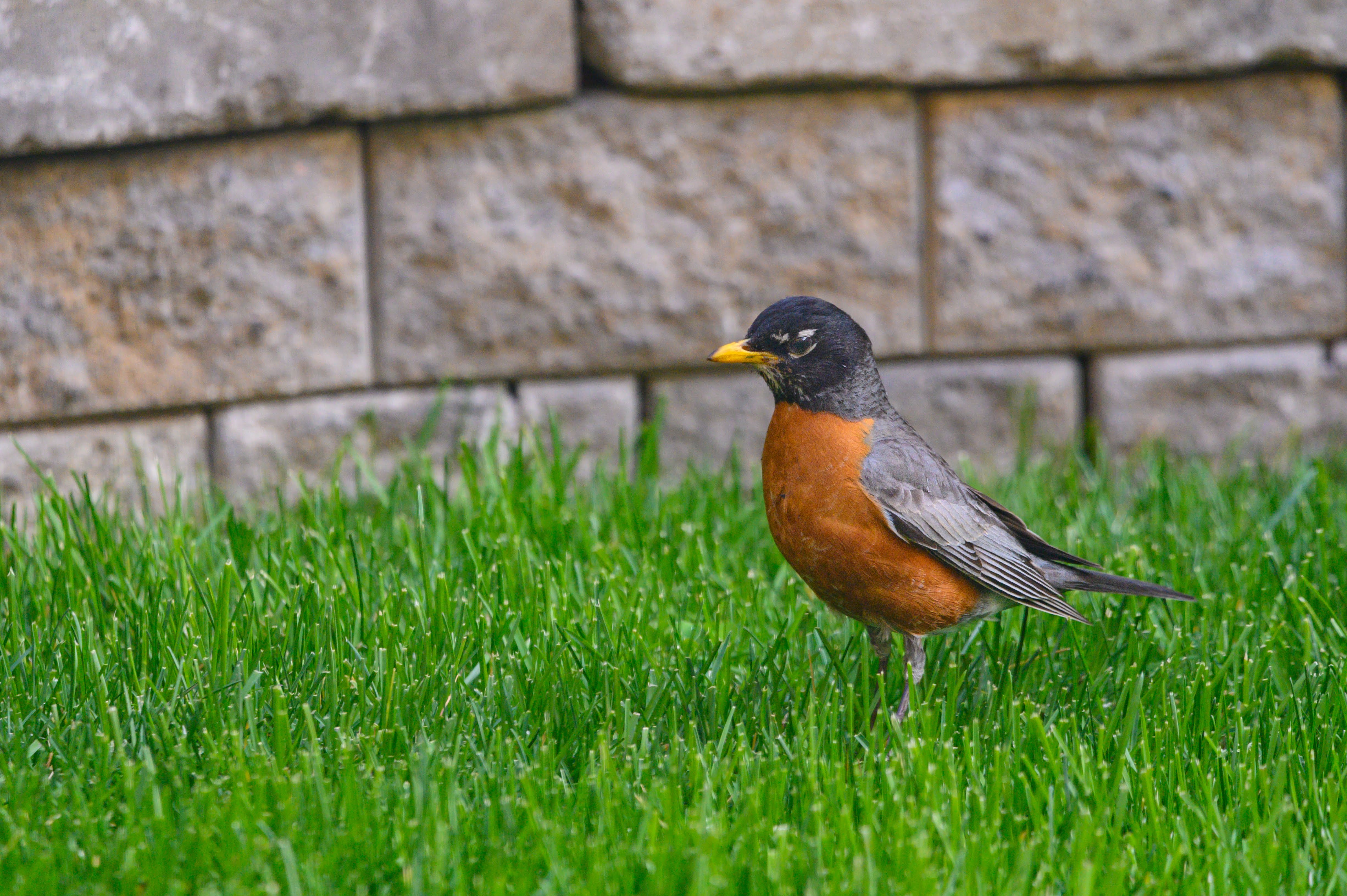 American Robin II