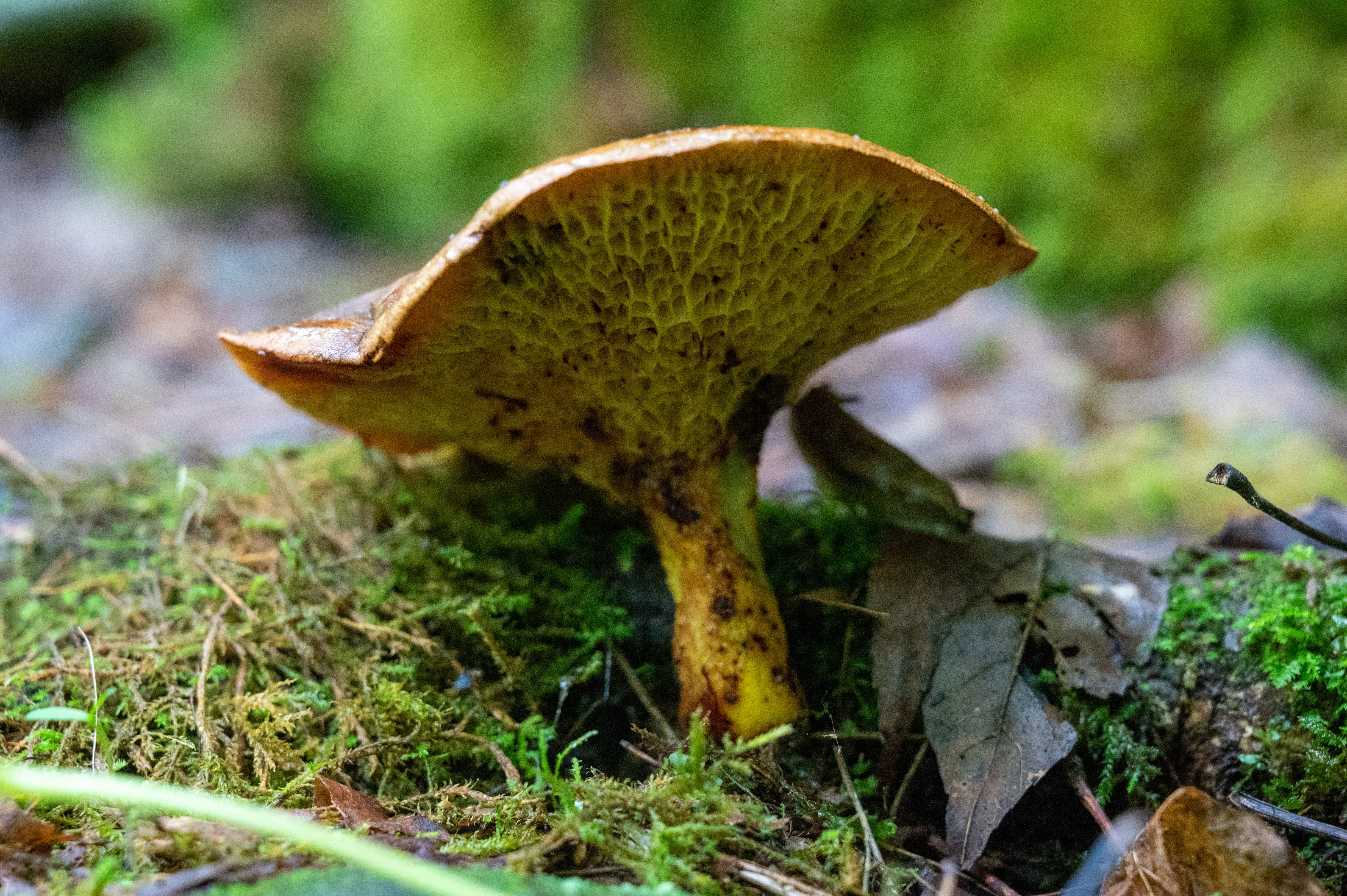 Mushroom reaching for the sky
