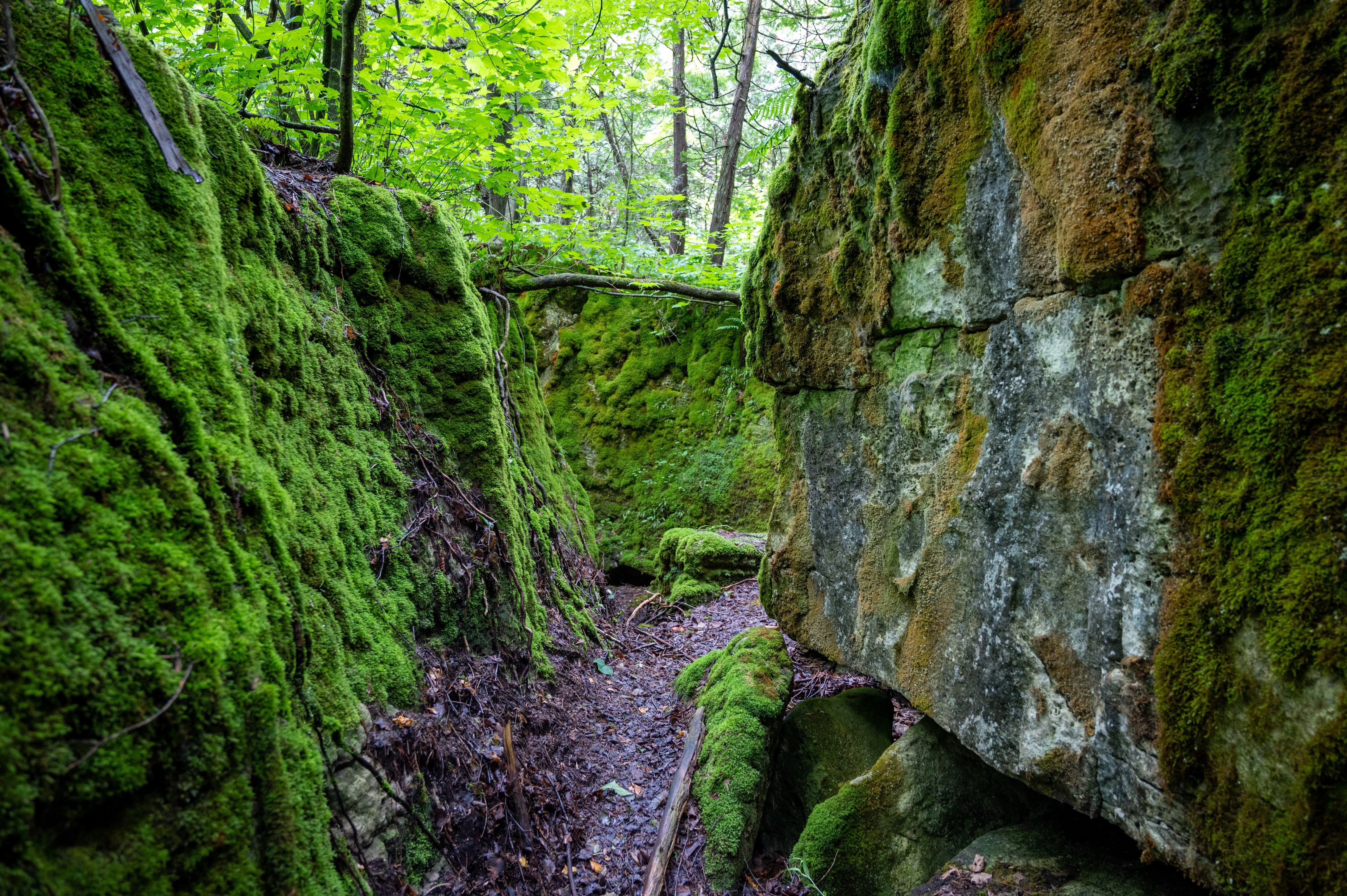Mossy Maze