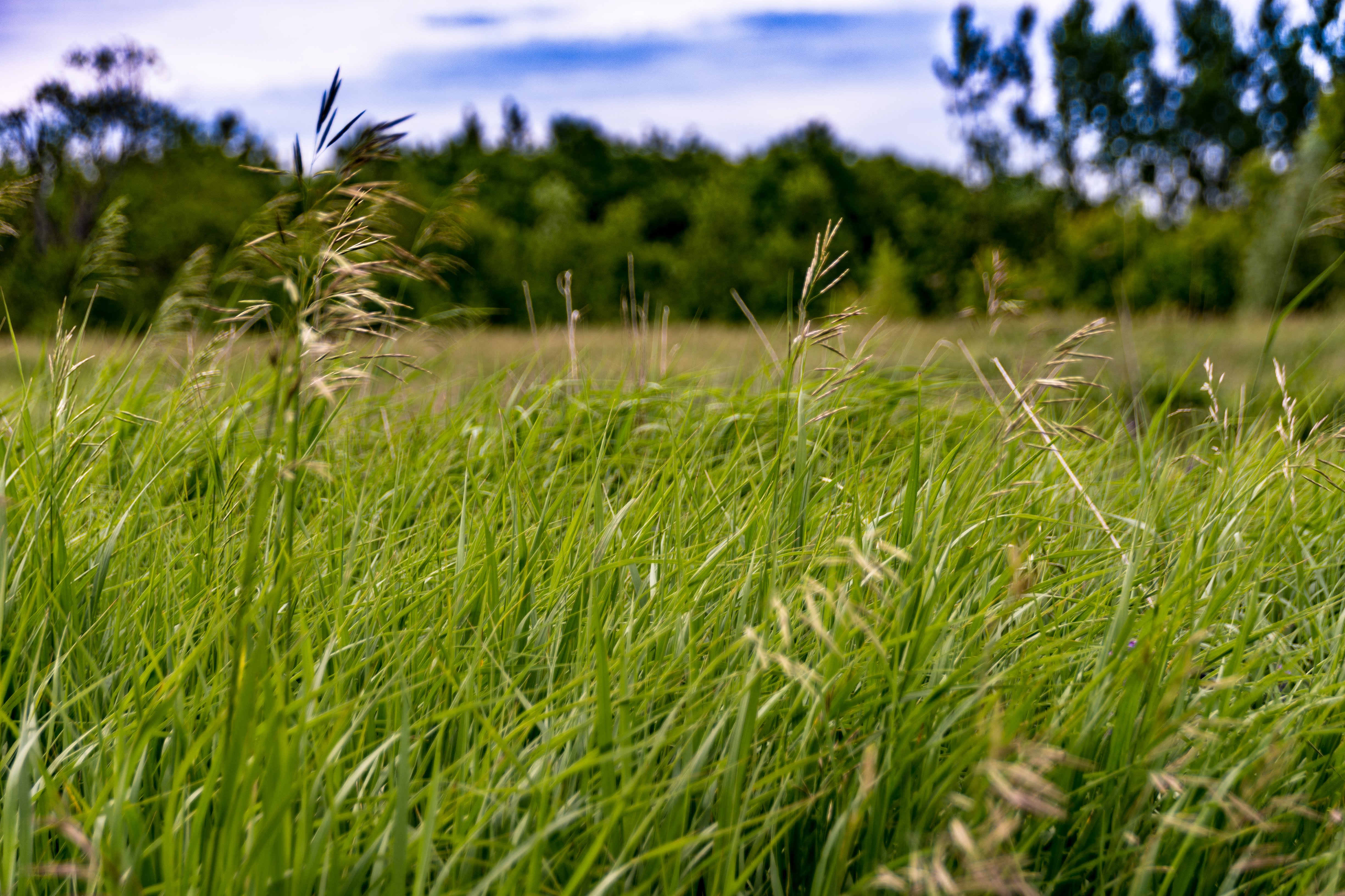 Weeds