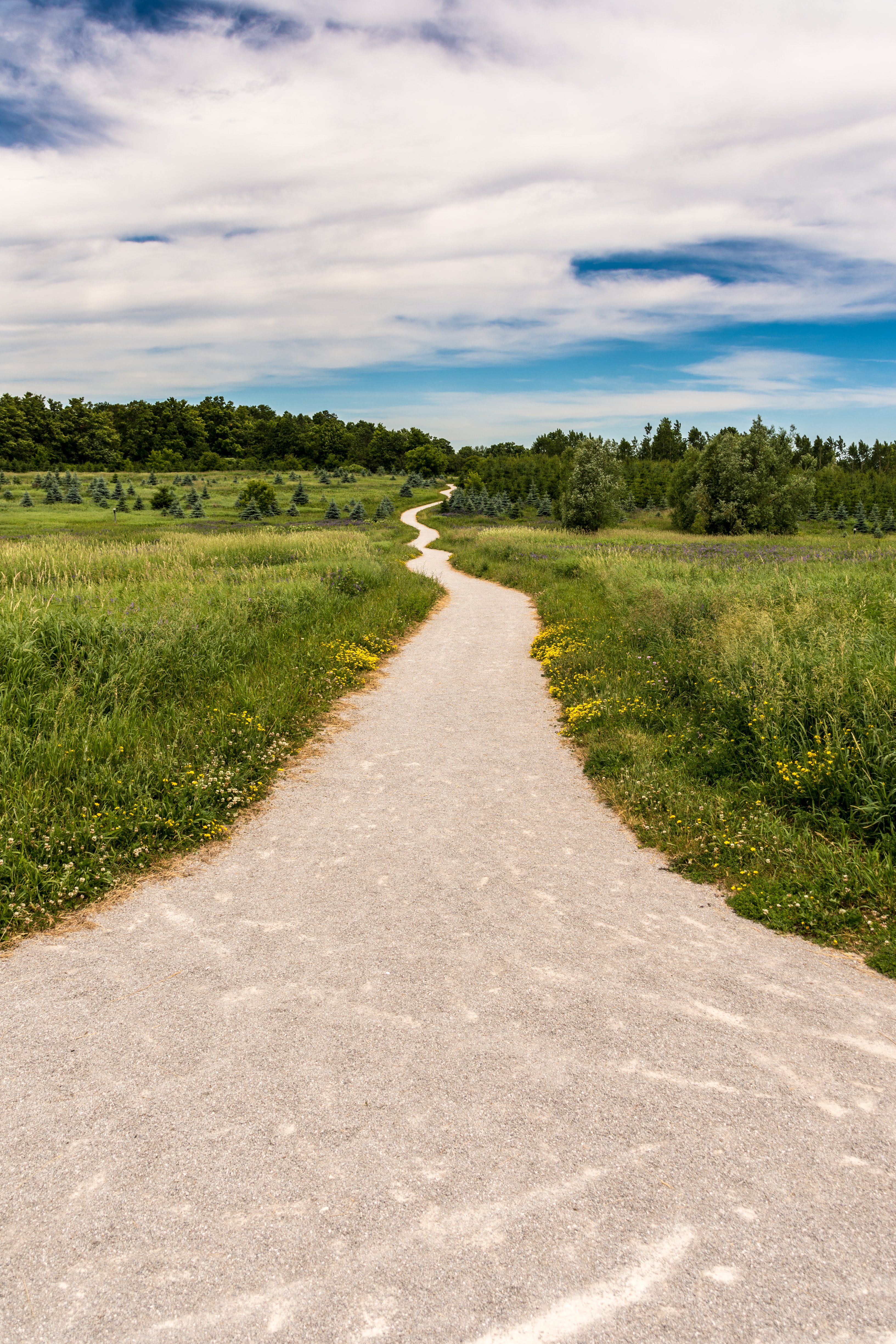 The Path Not Taken